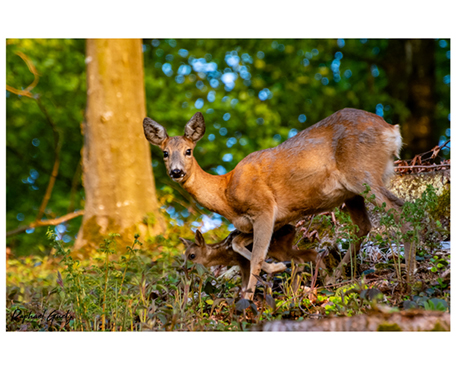 Raphael_456x350_0000_image Raphael_456x350_0000_image
